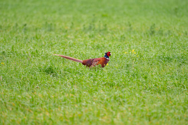Ringneck Pheasant, Phasianus colchicus in the wild. This bird is a bright male on a green field.