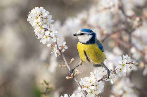 istock Blue tit on a branch with blossoms in spring 2150728338