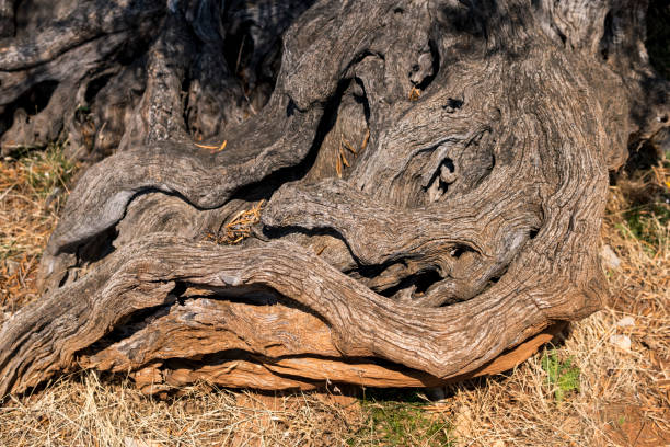 The tumor of old trees in Park, Beijing.