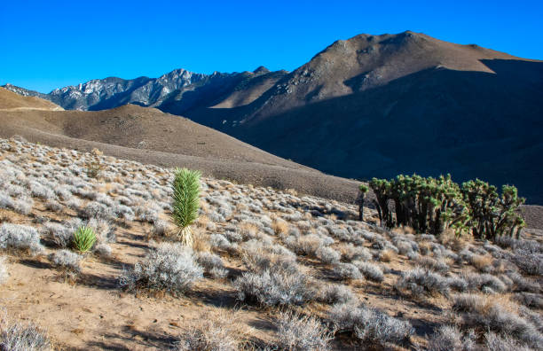 istock Joshua tree, palm tree yucca (Yucca brevifolia), thickets of yucca and other drought-resistant plants on the slopes of the Sierra Nevada mountains, California, USA 2150729754