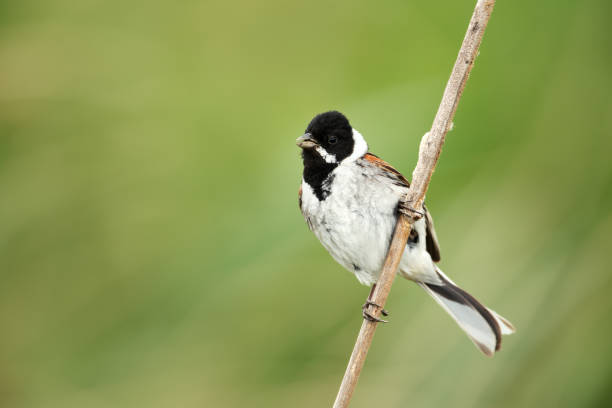 istock Portrait of a common reed bunting perched on a reed 2150730448