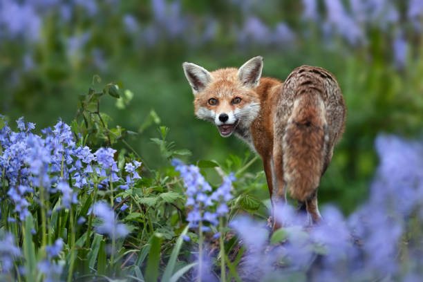istock Portrait of a red fox amongst bluebells in spring 2150730475
