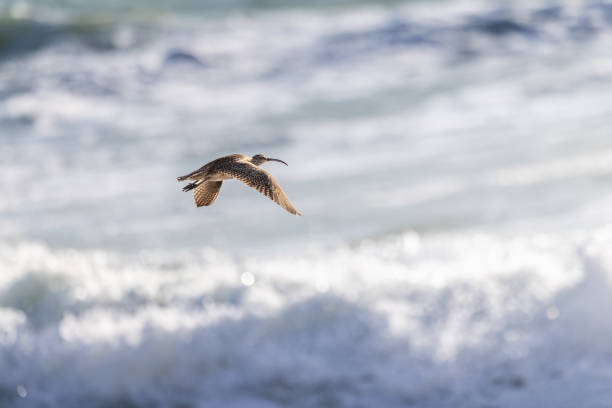 Single eaurasian or common whimbrel - Numenius phaeopus in natural habitat