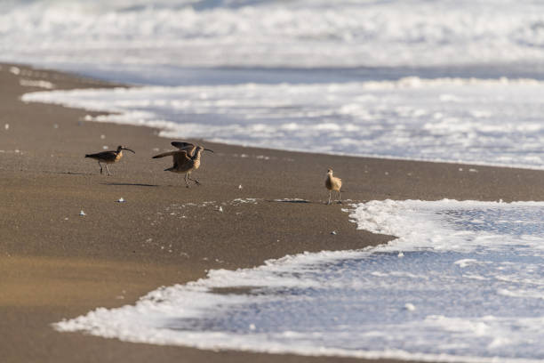 A group of Whimbrels on the beach, looking for food in the late afternoon in Pacifica, California.