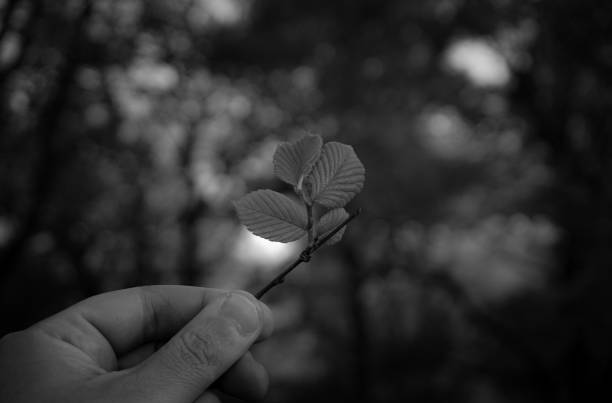 istock Cropped hand holding leaves against trees 2150731196