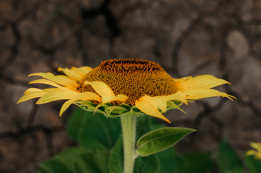 A close up of a beautiful sunflower, growing in a filed in Ontario, Canada. Shot with a Canon 5D Mark iv.