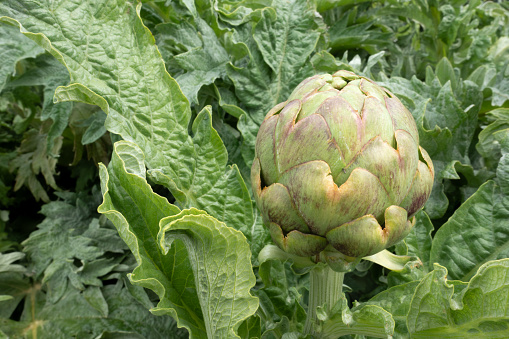 Close-Up of a  Globe Artichoke Plant in the Garden.