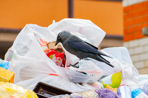 A crow digs through unsorted discarded garbage in search of food. bird as a source of diseases and viruses. close-up