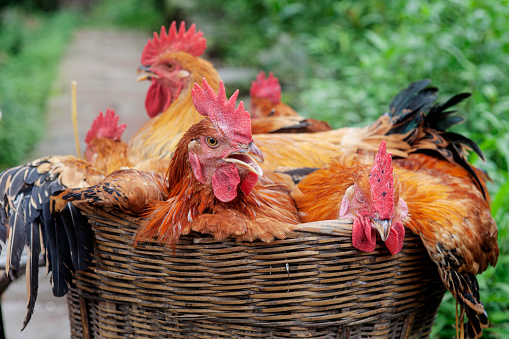 Roosters being transported in a wicker basket in a rural area.