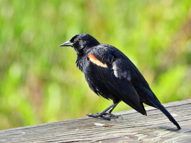 istock Red-winged Blackbird (Agelaius phoeniceus) -  male perched on a wood railing 2150731890
