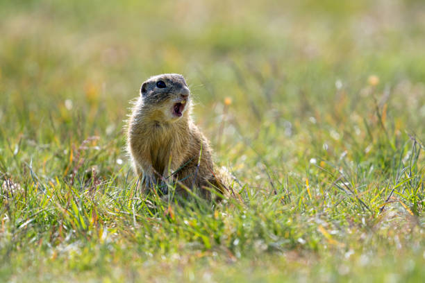 istock European ground squirrel, Spermophilus citellus, in the meadow 2150732228