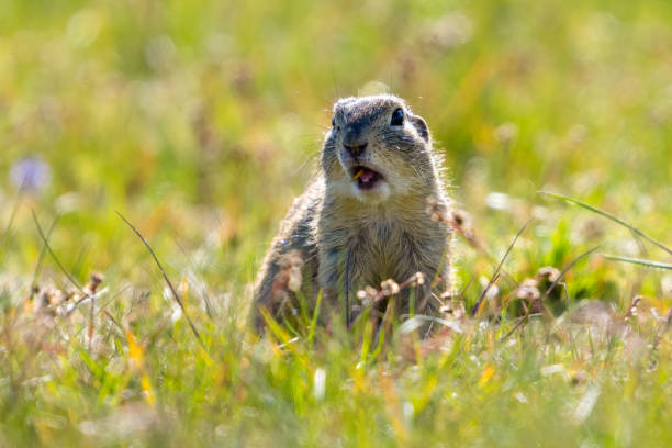 istock European ground squirrel, Spermophilus citellus, in the meadow 2150732385
