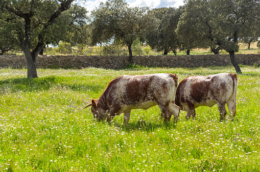 Bucolic Landscape: Two Shorthorn Cows Grazing in the Meadow.