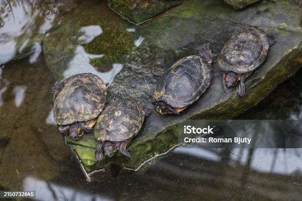 Turttle With Shell A Large Turtle With A Shell The Turtle Has A Body Outside The Shell ...