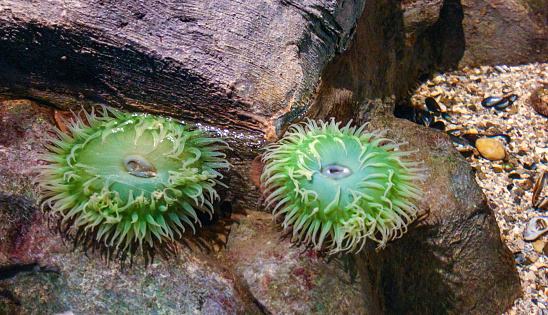Anthopleura xanthogrammica, surf anemone or giant green anemone