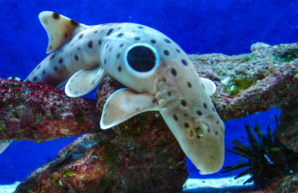 squalo spallina (hemiscyllium ocellatum), uno squalo che cammina sul fondo con un occhio nero su un lato in un acquario - spinarolo foto e immagini stock