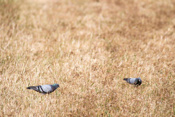 Pigeons walking on the lawn looking for food