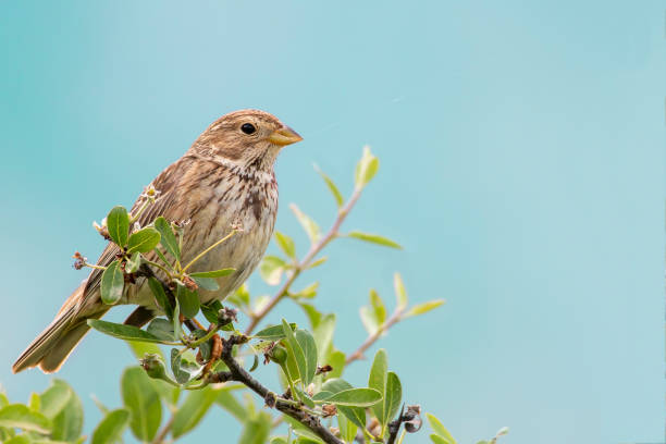 istock A corn bunting resting om a tree. Spring time in Greece. Emberiza calandra. 2150734012