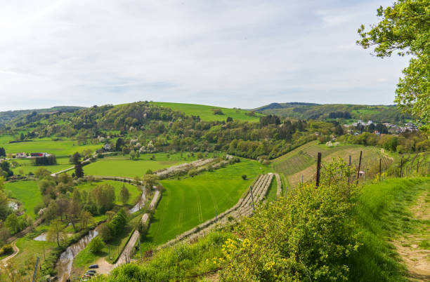 istock Vineyard in Rhineland-Palatinate 2150734609