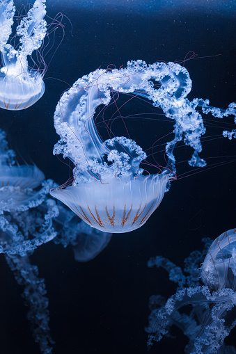 underwater photos of jellyfish chrysaora plocamia south america sea nettle close-up