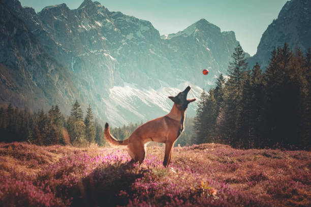 Belgian Malinois Dog runs through wildflowers below mountains