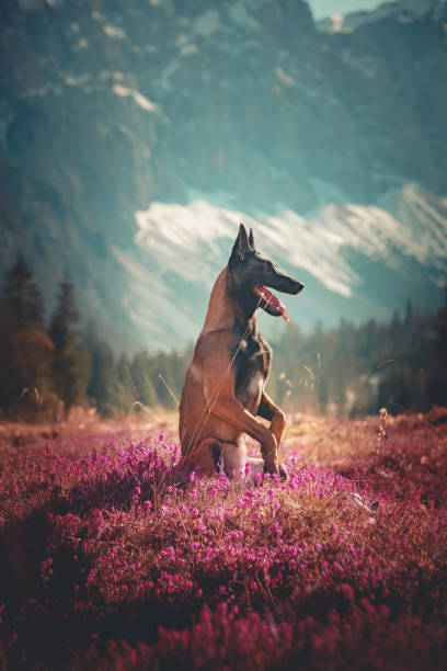 Belgian Malinois Dog sits in wildflowers below mountains