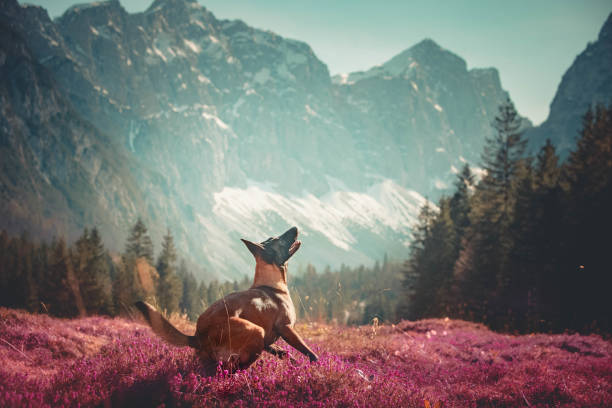 Belgian Malinois catches ball in mountain meadow