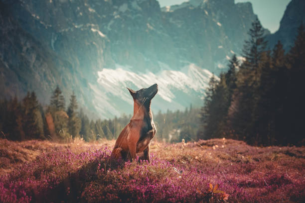 She is a female shepherd dog that ran away from the flock, and now she is wandering alone in the mountains in search of food. Although she is enormously big, she is very, very scared. She came near a cabin, in search of food. She has a neck yoke hanging from her neck