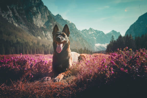 Belgian Malinois Dog lies in wildflowers