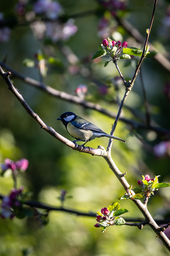 A great tit perched amongst apple blossom on a sunny spring evening