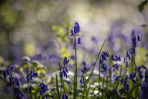 A close up of pretty bluebell flowers in the spring sunshine, with a shallow depth of field