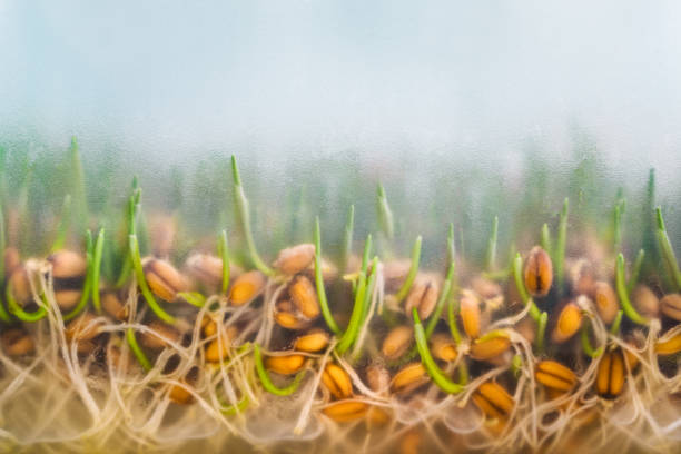 Growth of wheat sprouts