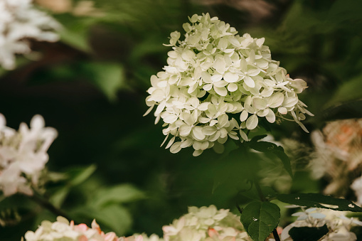 A hydrangea bush in bloom. Shot with a Canon 5D Mark IV.