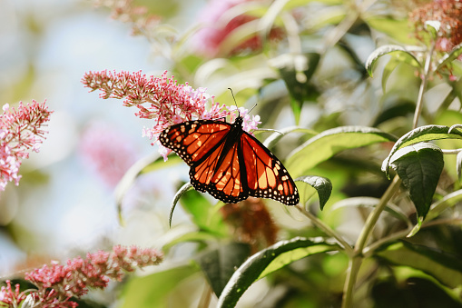 A beautiful monarch butterfly, feeding on the flowers of a butterfly bush.