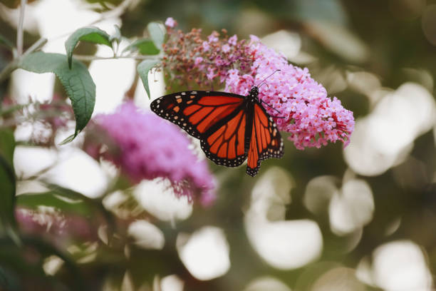 istock Monarch Butterfly on Butterfly Bush Flower 2150738466