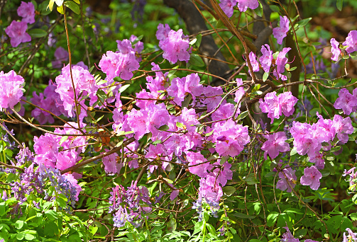 Rhododendron ledebourii. These low shrubs with delicate purplish pink flowers resemble cherry blossoms