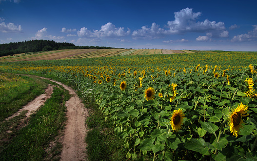 field with sunflowers at summertime near dirt road, forest and fields at horizon