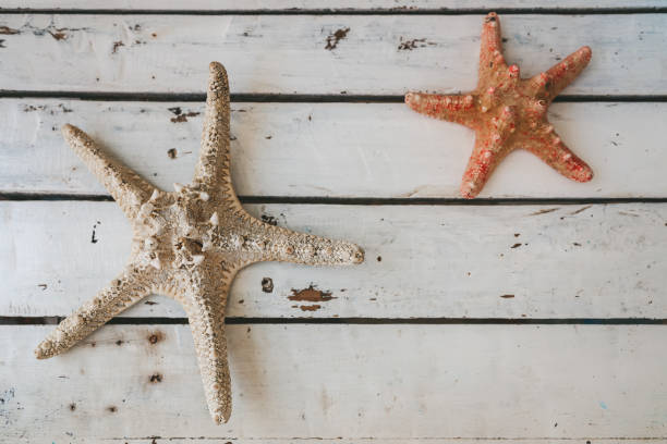 istock Top view of two starfishes lying on a rustic white wooden background 2150738994
