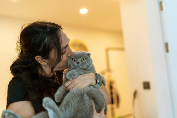 istock A peaceful Scottish male cat at home with its owner 2150739442