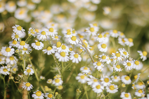 Floral background with chamomile flowers among green grass top view. Spring concept, plant flowering, copy space