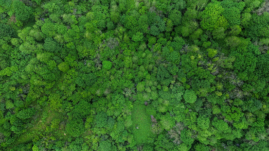 Aerial photograph of the forest