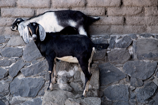 Two goats standing alongside a stone wall at  f arm