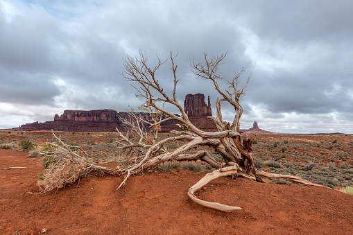 West mitten butte in Monument Valley's Navajo Tribal Park framed by a old dead ironwood tree during a storm.