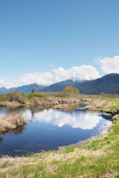istock Pitt River Dike Scenic Point during a spring season in Pitt Meadows 2150741230