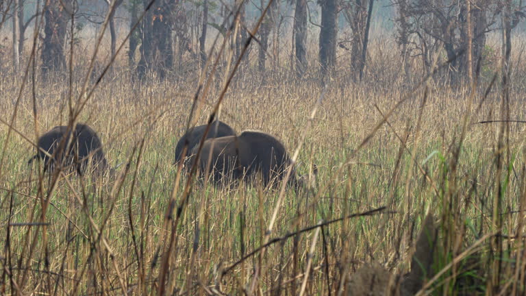 Some wild buffalo or gaur grazing in the tall safari grass.