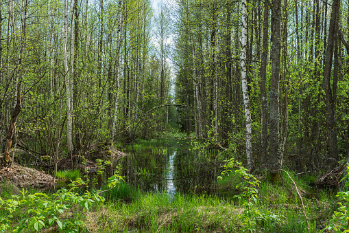 A natural landscape with a swamp surrounded by trees, shrubs, and groundcover. Plant life thrives in the water, with grass and terrestrial plants growing along the edges of the swamp