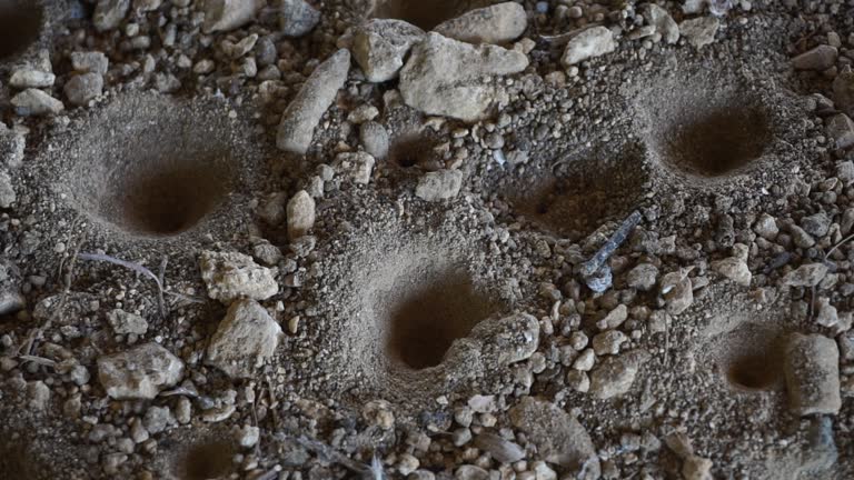 Antlion (Undur-undur) holes in the ground. These anmals are a group of about 2,000 species of insect in the neuropteran family Myrmeleontidae