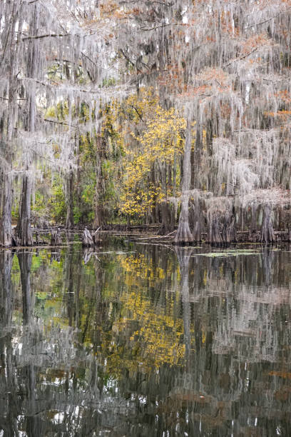 istock Tributary at Caddo Lake, Texas 2150749059