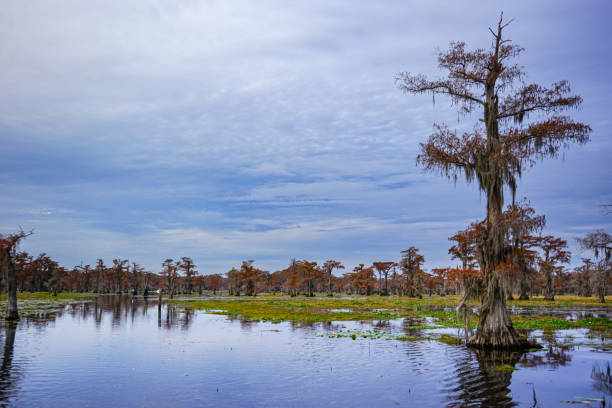 istock Long look at Caddo Lake, Texas 2150749064