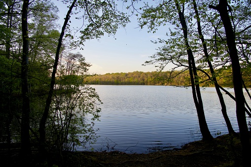 Late afternoon sun bathes the trees along the shore of Burke Lake at Burke Lake Park in Northern Virginia.